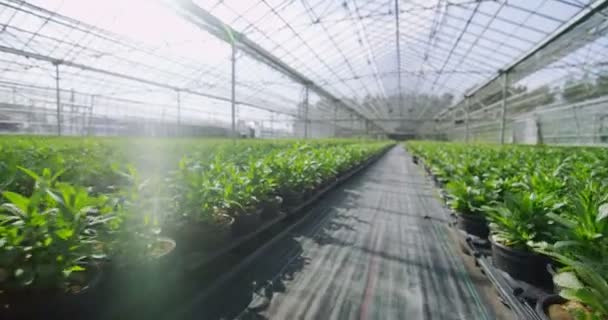 Young plants growing in greenhouse — Stock Video