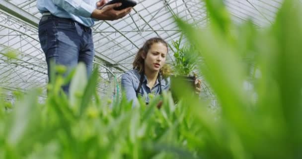 Arbetstagare kontrollera växter med surfplatta — Stockvideo