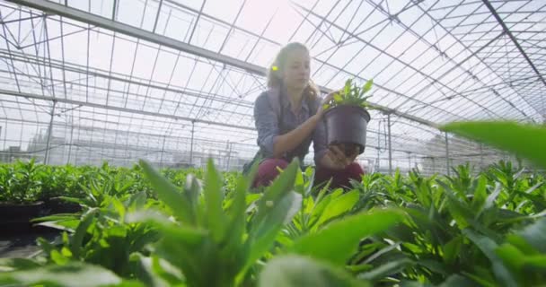 工作人员拿着年轻的植物 — 图库视频影像