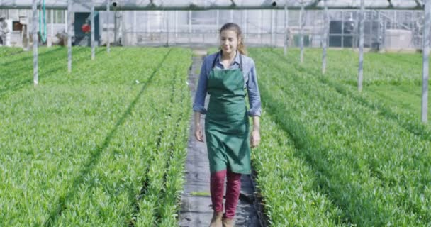 Gerente de negocios en la industria agrícola — Vídeo de stock