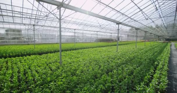 Mladé rostliny rostoucí ve skleníku — Stock video