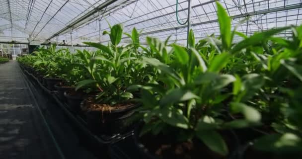 Молодые растения, растущие в теплице — стоковое видео