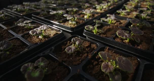 Rader med plantor i växthuset — Stockvideo