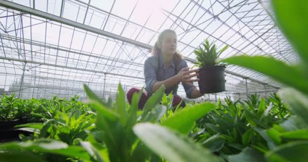 Pracownik posiadający młodych roślin — Wideo stockowe
