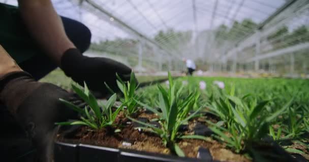 Trabajadores plantando plántulas — Vídeo de stock