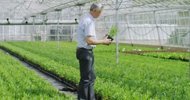 Tarım sektöründe iş Yöneticisi — Stok video