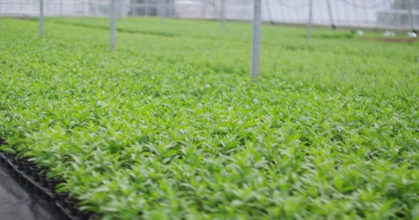 Young plants growing in greenhouse — Stock Video