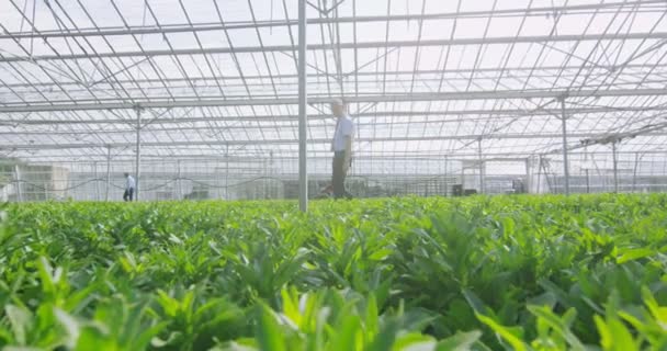 Arbetstagare kontrollera växterna — Stockvideo