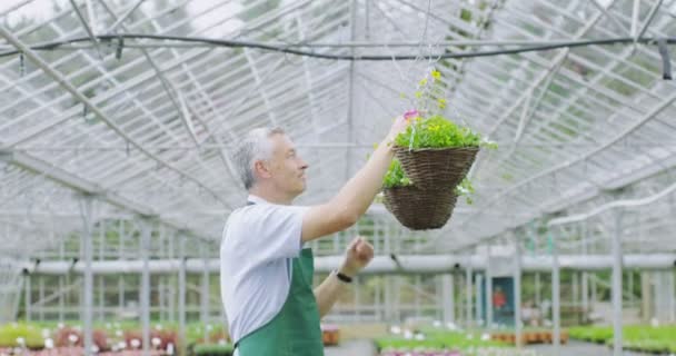 Sorrindo gerente em estufa — Vídeo de Stock