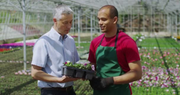 Smiling workers in greenhouse — Stock Video