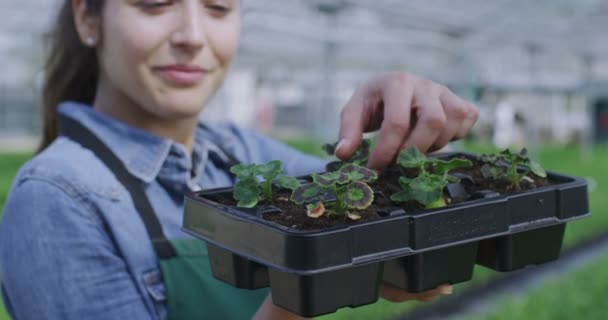 Arbeiter mit einem Tablett voller Setzlinge — Stockvideo