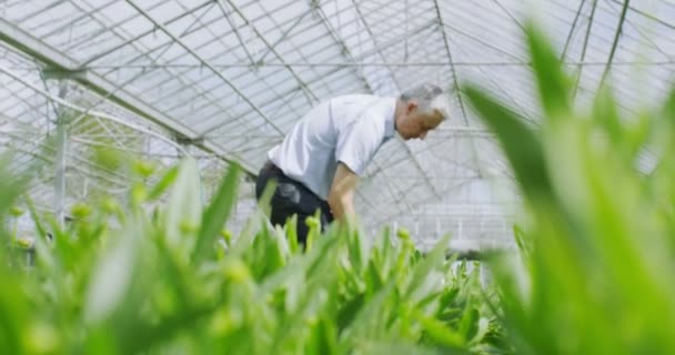 Gerente verificando as plantas — Vídeo de Stock