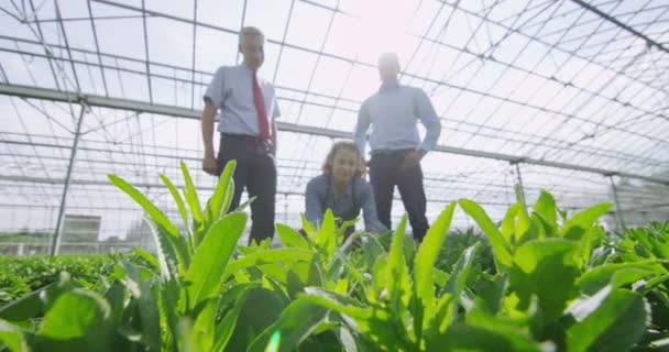 Workers in nursery greenhouse — Stock Video