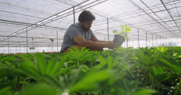 Manager Kontrollera växterna — Stockvideo