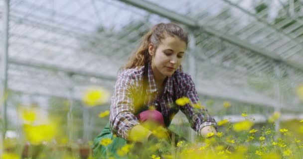 Smiling manager in greenhouse — Stock Video