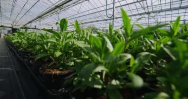  Serada büyüyen genç bitkiler