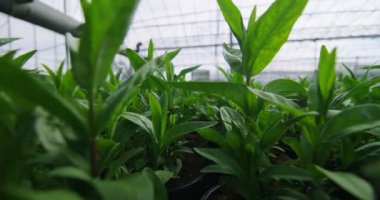  Serada büyüyen genç bitkiler