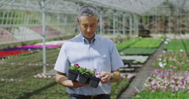 Trabalhador sorridente em viveiro de plantas — Vídeo de Stock