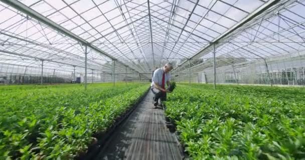 Робітники перевіряють рослини — стокове відео