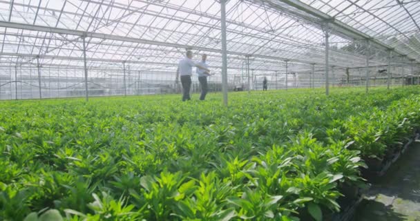 Trabajadores revisando las plantas — Vídeos de Stock