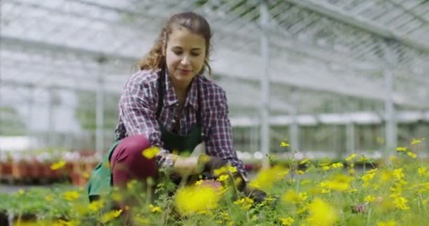 Smiling manager in greenhouse — Stock Video