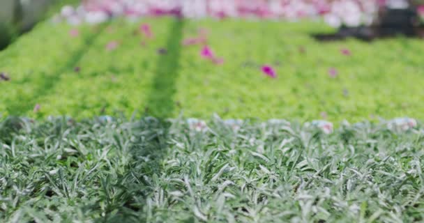 Plants growing in  greenhouse — Stock Video