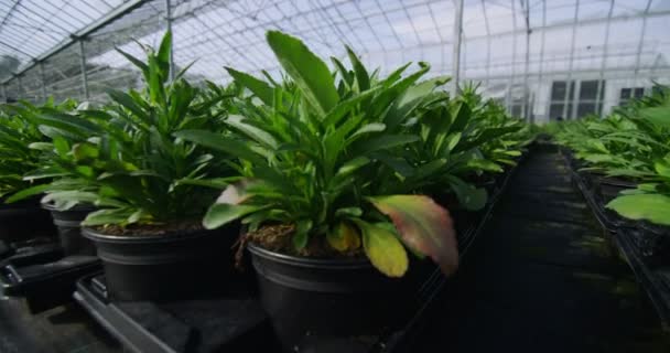 Plantas jóvenes que crecen en invernadero — Vídeos de Stock