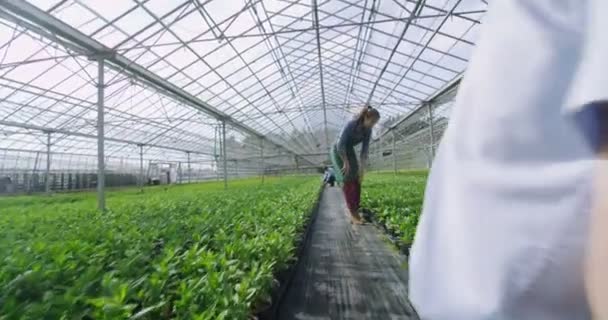 Pracowników, sprawdzanie rośliny — Wideo stockowe