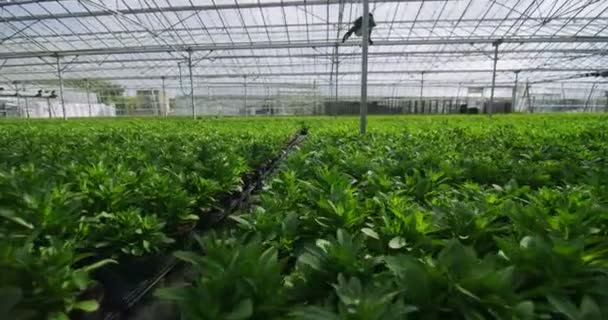 Üvegházban termesztett fiatal növények — Stock videók