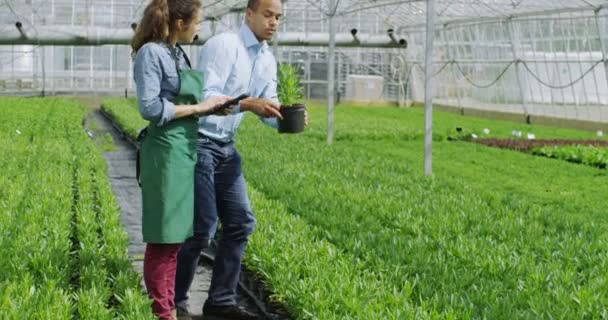 Trabalhadores verificando plantas com tablet — Vídeo de Stock