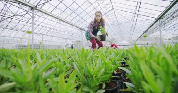 Werknemers controle van de planten — Stockvideo