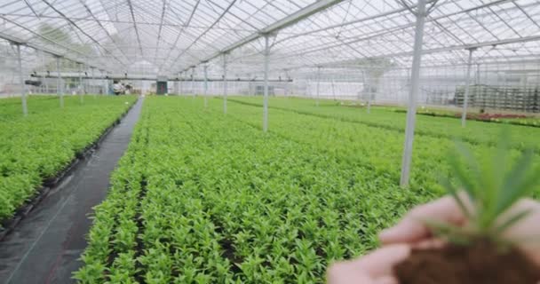Mãos estendendo uma planta cultivada de sementes jovem — Vídeo de Stock