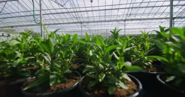  Serada büyüyen genç bitkiler