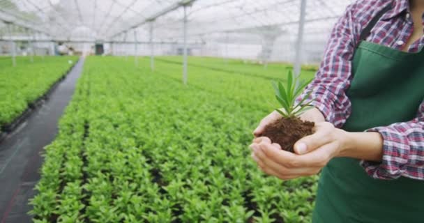 Händer som håller sig en ung planta — Stockvideo