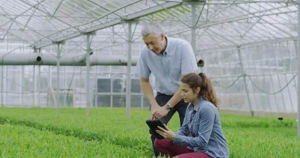 Trabalhadores verificando plantas com tablet — Vídeo de Stock