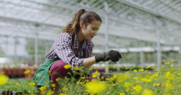 Smiling manager in greenhouse — Stock Video