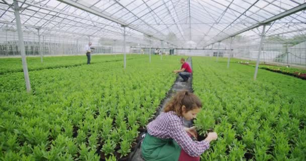 Arbetstagare kontrollera växterna — Stockvideo