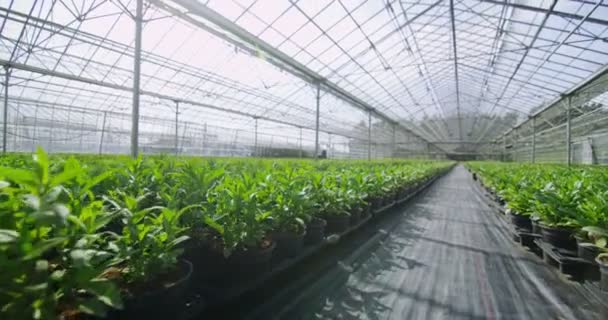 Young plants growing in greenhouse — Stock Video