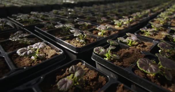 Rader med plantor i växthuset — Stockvideo