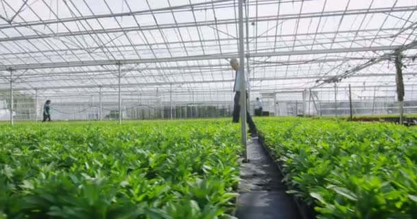 Werknemers controle van de planten — Stockvideo