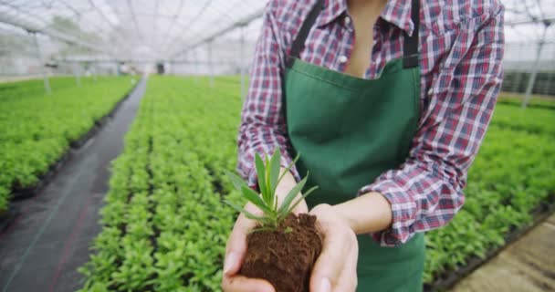 Händer som håller sig en ung planta — Stockvideo