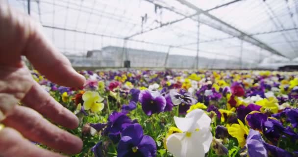 Mano extendiéndose para tocar flores — Vídeo de stock