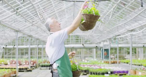 Leende manager i växthus — Stockvideo