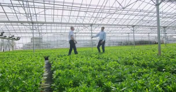 Affärsmän skaka hand i växthus — Stockvideo