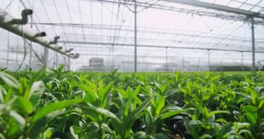  Serada büyüyen genç bitkiler