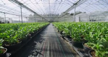  Serada büyüyen genç bitkiler