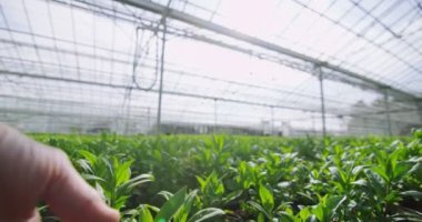 Bitkiler dokunmak uzanarak el