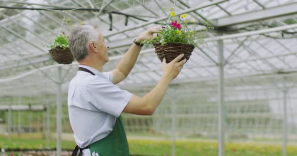 Sorrindo gerente em estufa — Vídeo de Stock