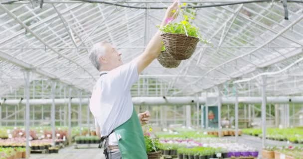 S úsměvem manažer ve skleníku — Stock video