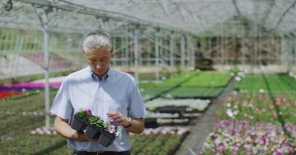 Trabalhador sorridente em viveiro de plantas — Vídeo de Stock